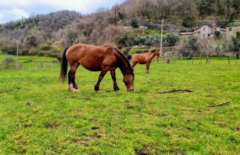 Maurizio nel Borgo Medievale - Foto 8