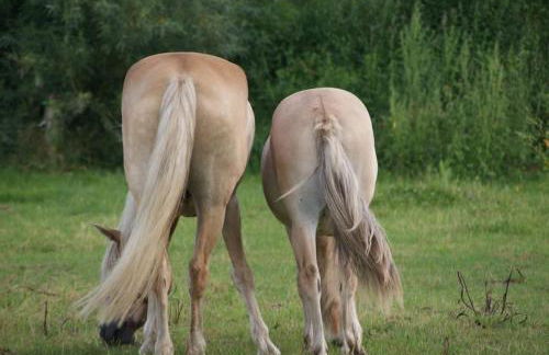 Ferienhof Ostarle - Foto 64