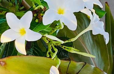 Vivenda São José - Oceanfront Paradise - Photo 17