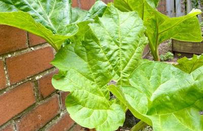 Rhubarb Retreat - Stylish House, Sleeps 5, 10 mins to Durham City & Parking & Garden - Foto 56