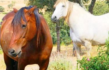 Sharish - Monte Das Estevas - Foto 25