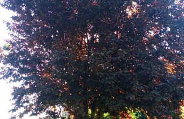 L' acero rosso - Foto 1