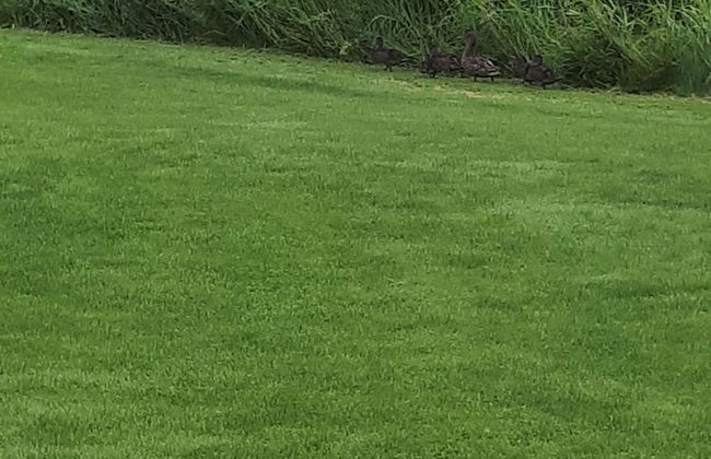 Wells Gray Golf resort and RV park - Foto 57