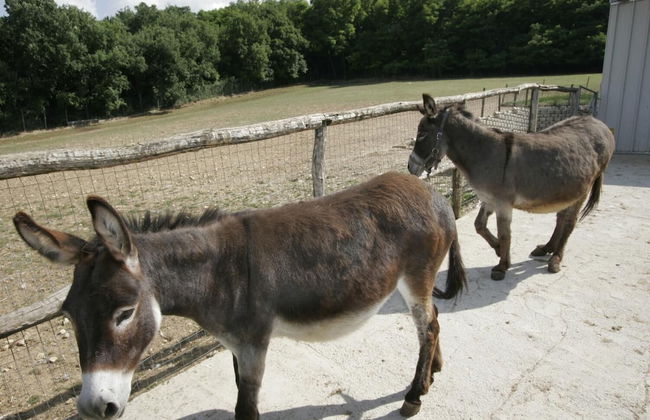 Fattoria Antica Forconia - Photo 17