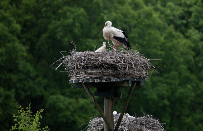 Holiday Lodge in Staphorst With Pool Access - Photo 18