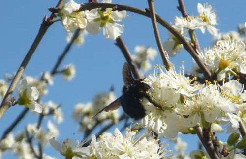 Entre garrigue et potager bio - Foto 53