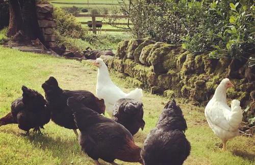 Elishaw Farm Holiday Cottages - Foto 35