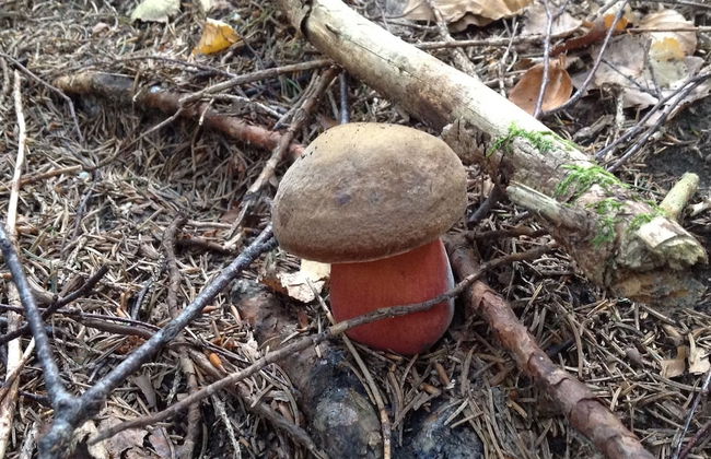 Kraeuterhof-Ferienwohnung - Photo 17