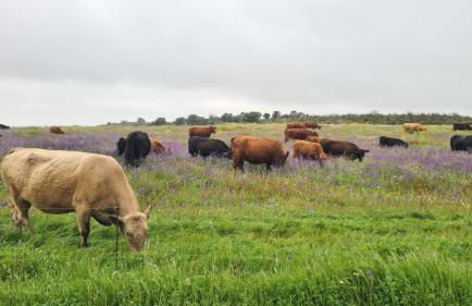 Casas do Monte - Foto 19