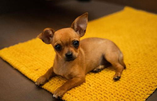 Ferienwohnanlage Zur Himmelsleiter - Foto 8