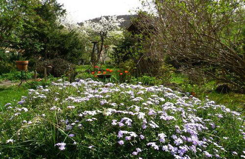 Górski Sad - Bazylia - Foto 13