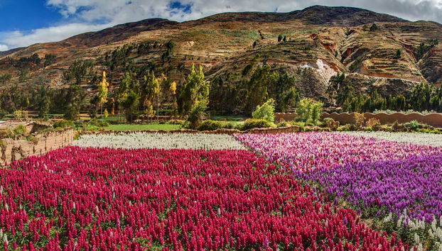 Valley of the Flowers Tour - Foto 5