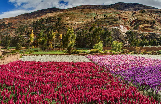 Tour della Valle de las Flores - Foto 5