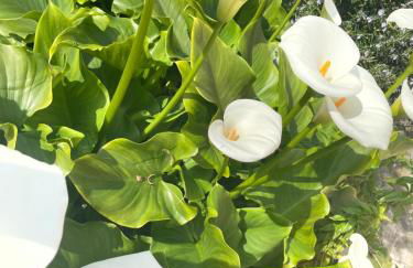 Villa Vecchia Fontana al mare - Tra Liguria e Toscana tra Viaregggio, Forte dei Marmi e Cinque Terre- Haus am Meer bei la Spezia - Foto 78