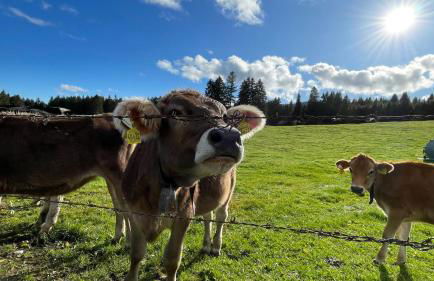 FeWo Bergzeit-Nagelfluh direkt am Naturpark - Foto 30