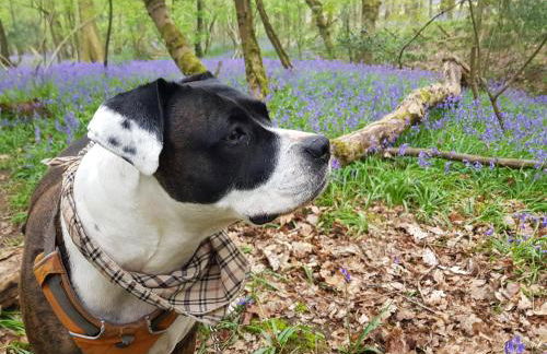 The Mews @ The Pheasant - Foto 40