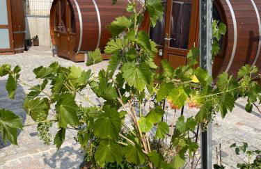 Schlafen im Weinfass - Foto 20