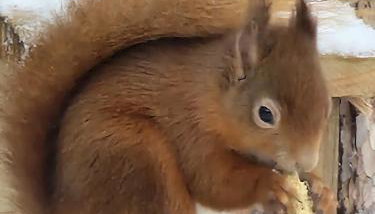 Dalnoid Cottages & Treehouses Nr Glenshee - Foto 4