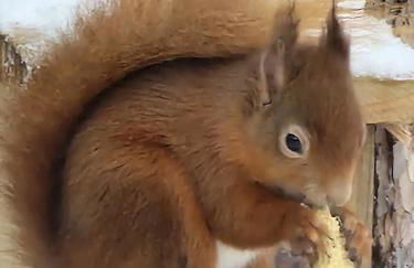 Dalnoid Cottages & Treehouses Nr Glenshee - Foto 4