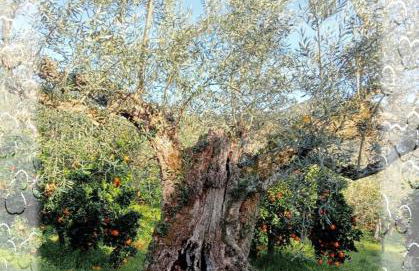 Casa do Rossio - Foto 29