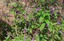 Casas Rurales Cerro Lobo - Foto 50