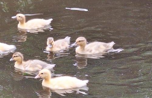 Pension Entenhausen - Foto 60