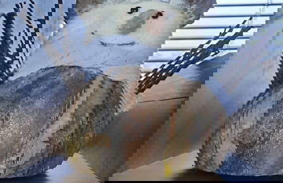 Inside No. 9 Retreat - Foto 17