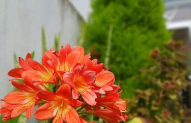 Casa Império - Azorean Boutique House - Photo 17