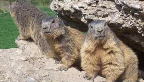 Paradis St Véran - Foto 5