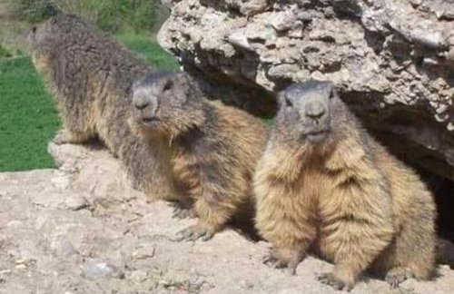 Paradis St Véran - Foto 5