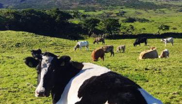 Adega do capitao - Photo 3