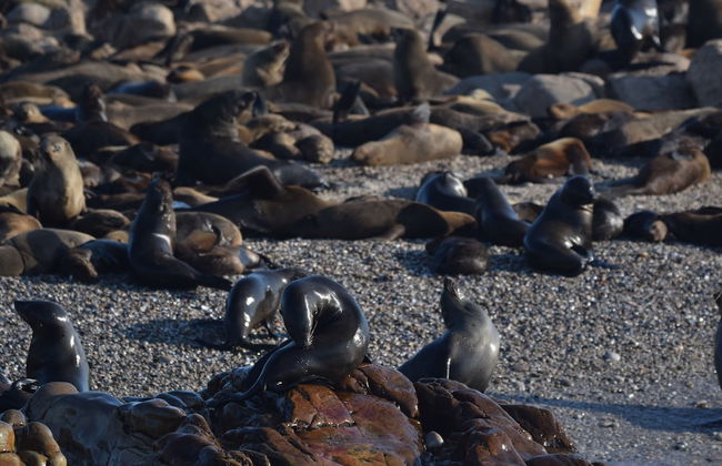 Walkerbay Accommodation - Foto 44