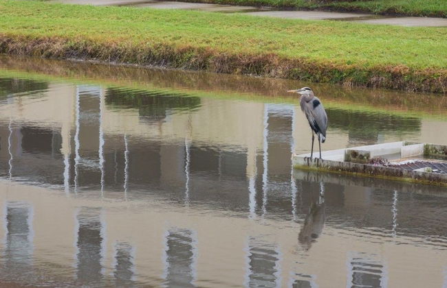 Ip60392 - Fiesta Key - 3 Bed 3 Baths Townhome - Foto 1