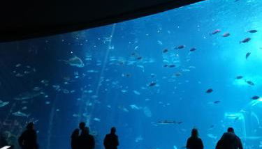 Las Canteras Aquarium - Foto 5