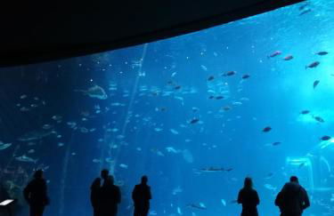 Las Canteras Aquarium - Foto 5