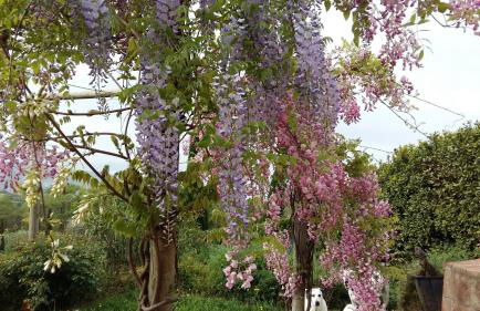 Villa La Moraiola - Foto 39