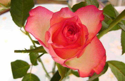 Ferienwohnung Eva Maria - Foto 25