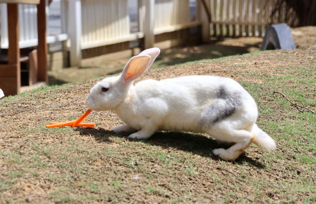 Panbil Residence Serviced Apartment - Foto 61