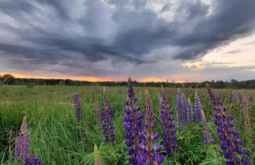 Zagroda w Puszczy - Photo 15