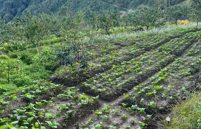 Prakriti Resort and Organic Farm - Foto 69