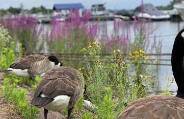 Hausboot fünf19 - Foto 20