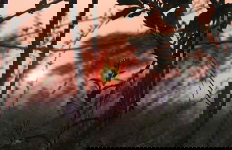 Tour de 6 días por la Reserva Nacional de Tariquía - Foto 6