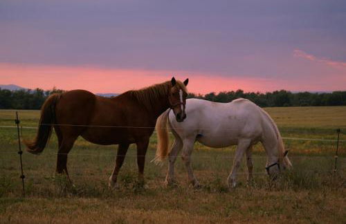 Les Gîtes De La Chérine - Foto 11
