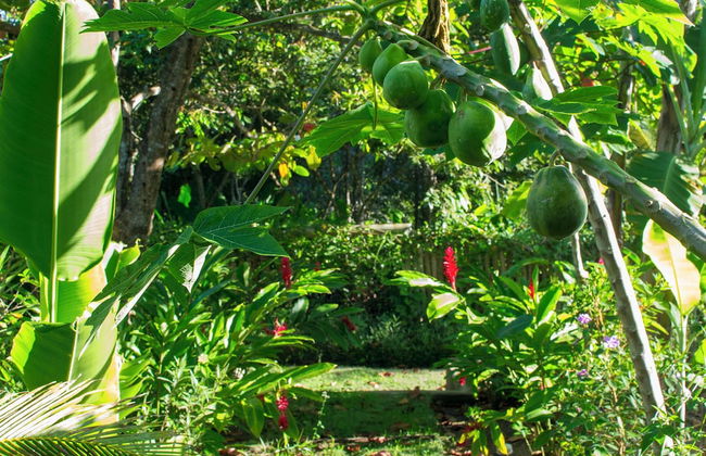 Quinta do Brasil Trancoso - Foto 75