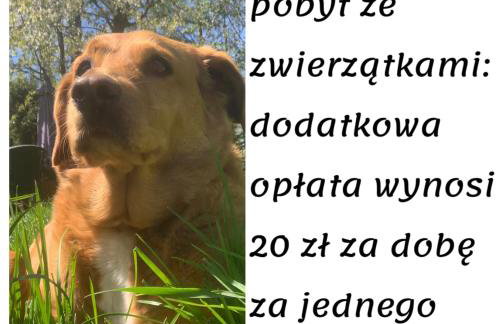 Domki całoroczne - u Ptaka - Miłków - Foto 8