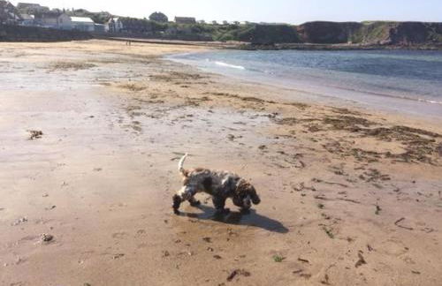 Thornton Farm Cottages - Foto 25