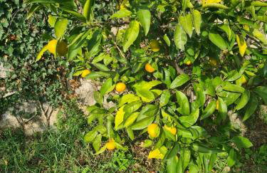 Villa Ella - Photo 55