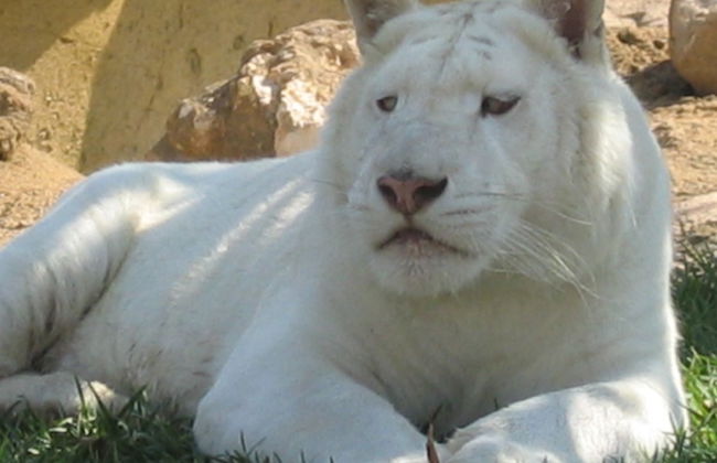 Parque Temático Oasys MiniHollywood - Foto 13