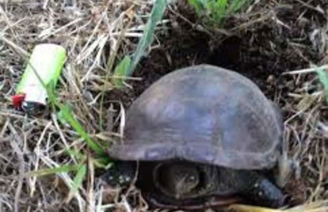 Seafront Apartment for Rent 6 Sleeps Skyscraper - Foto 14