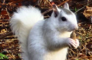 Life's Good Retreat Bear Cottage - Foto 37